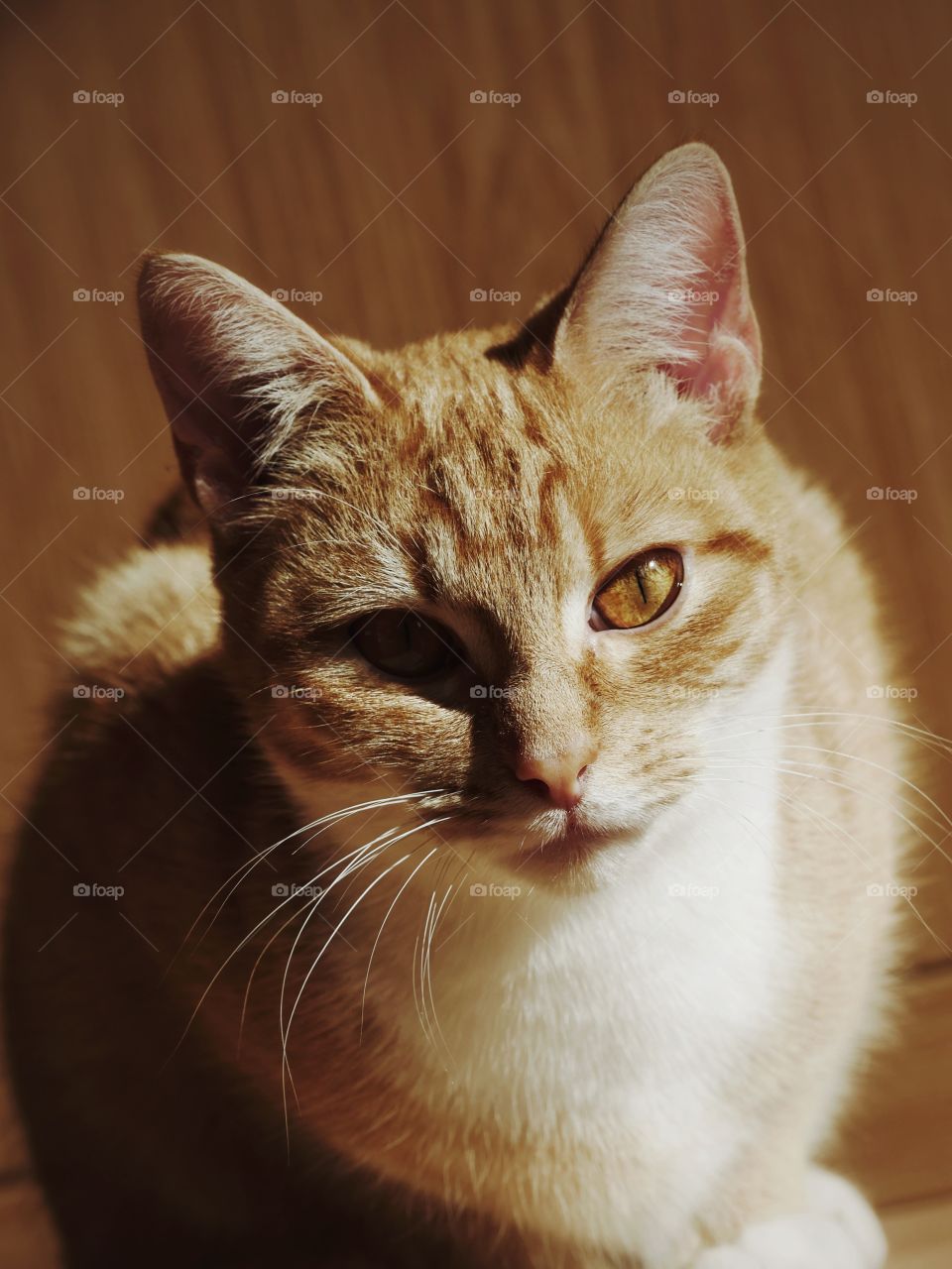 Portrait of ginger cat