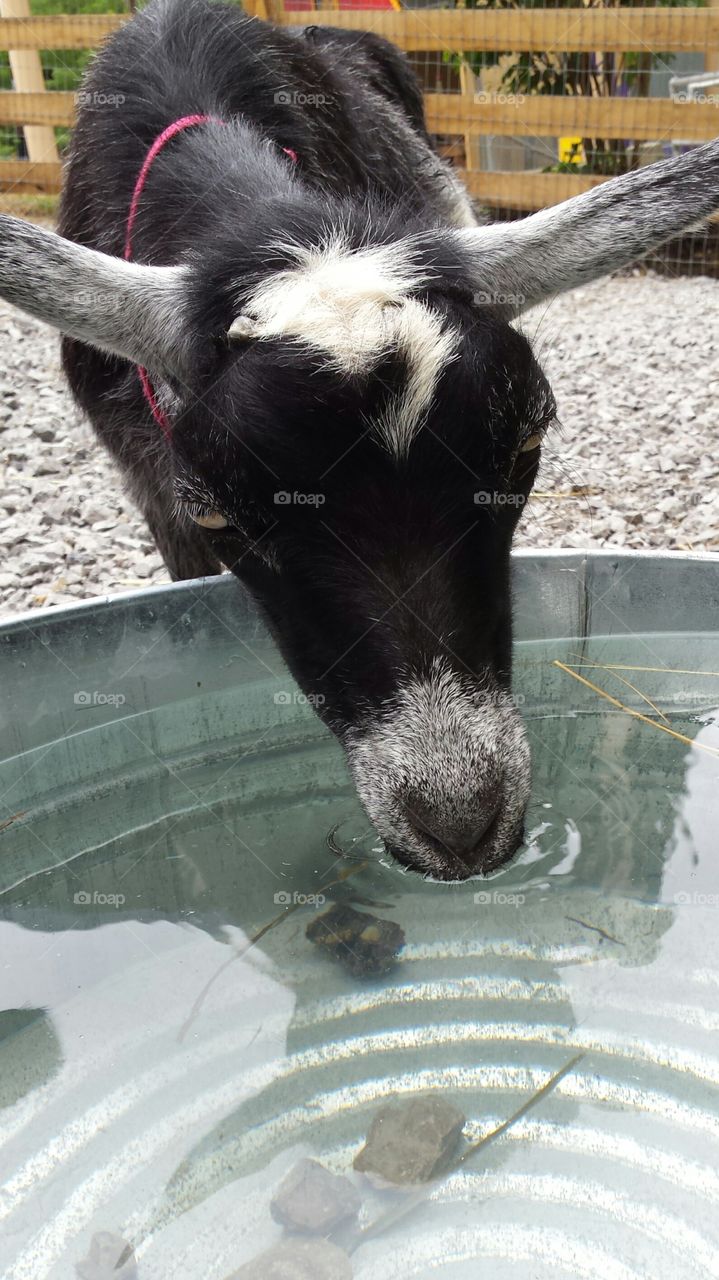 Thirsty Goat