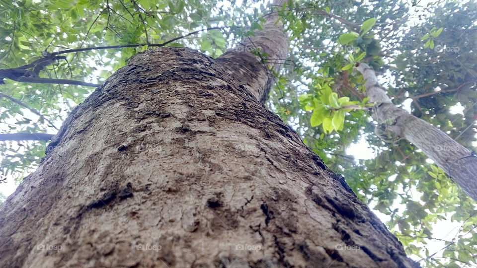 tree bottom to top view close up