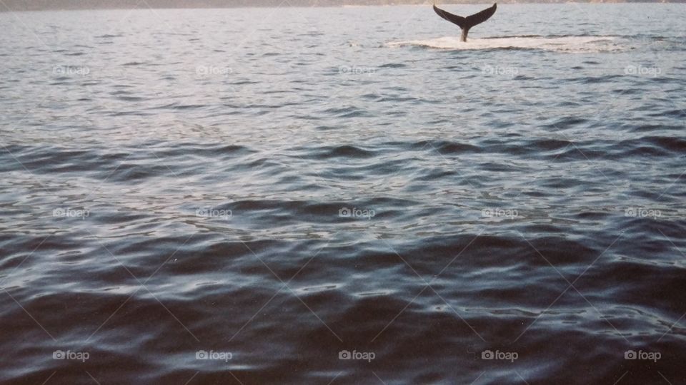 Beautiful whale tail from mexico