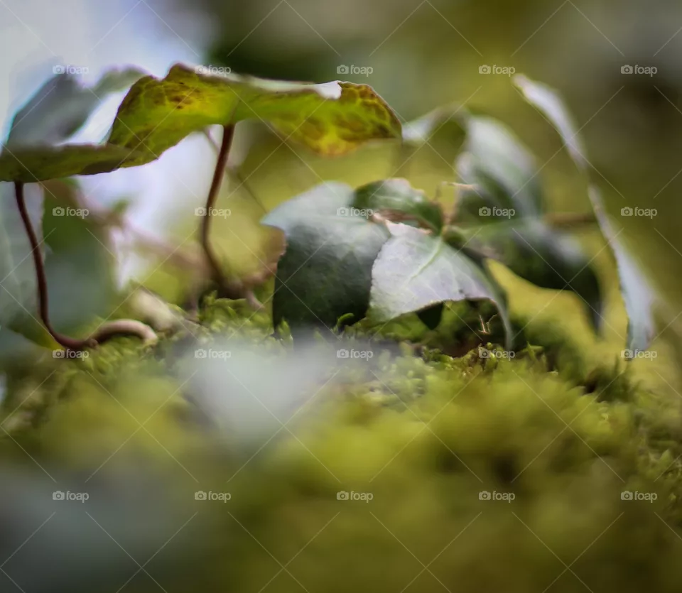 Natur