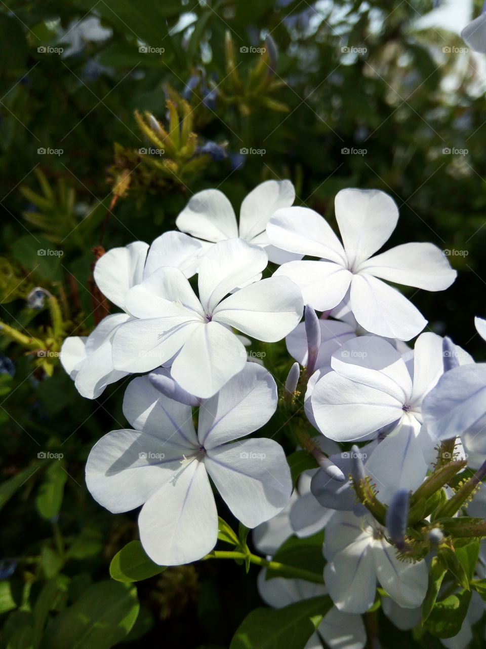 Nature, Flora, Flower, Leaf, Summer