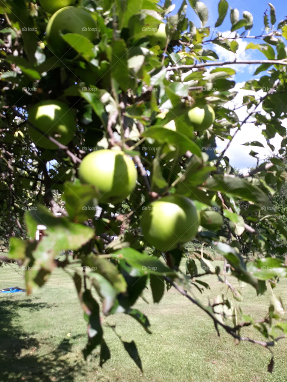 appletree