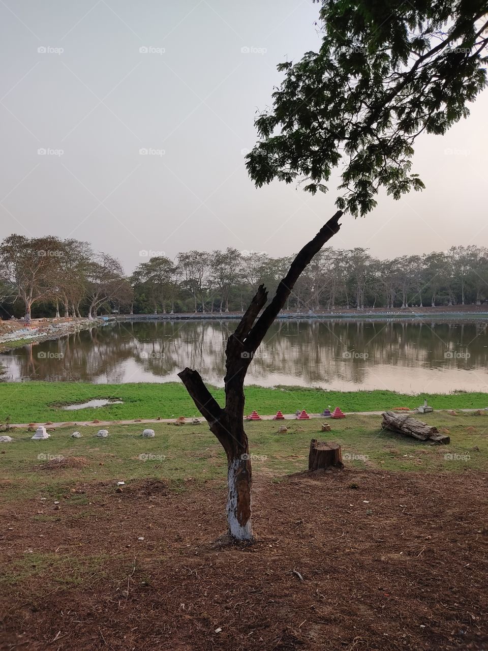 Dry and broken tree🌳