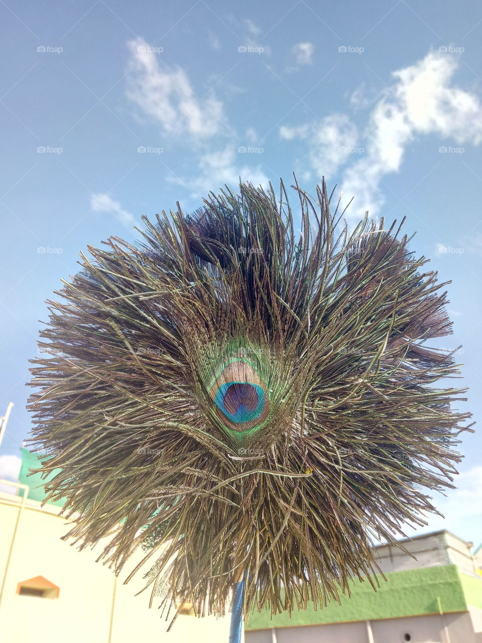peacock's feathers fan.