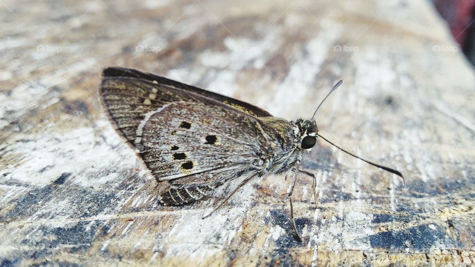 Beautiful little butterfly