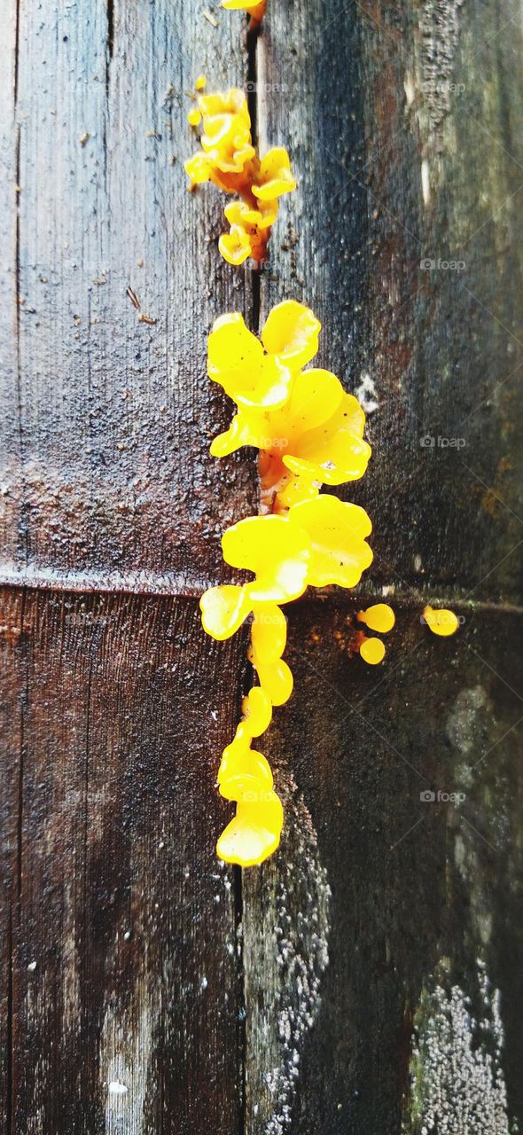 Yellow mushroom growing on the trunk of a bamboo tree