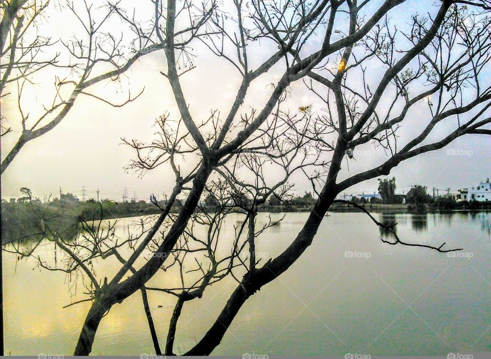 The landscape for a pond at sunset.
has an elegant branches.