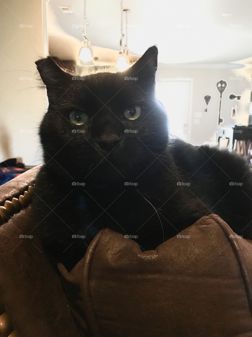 Our fat black cat named Thunder. 