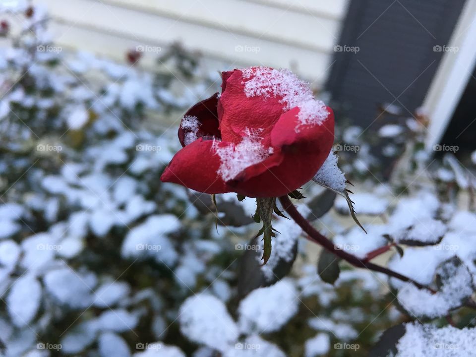 My roses with snow on them 