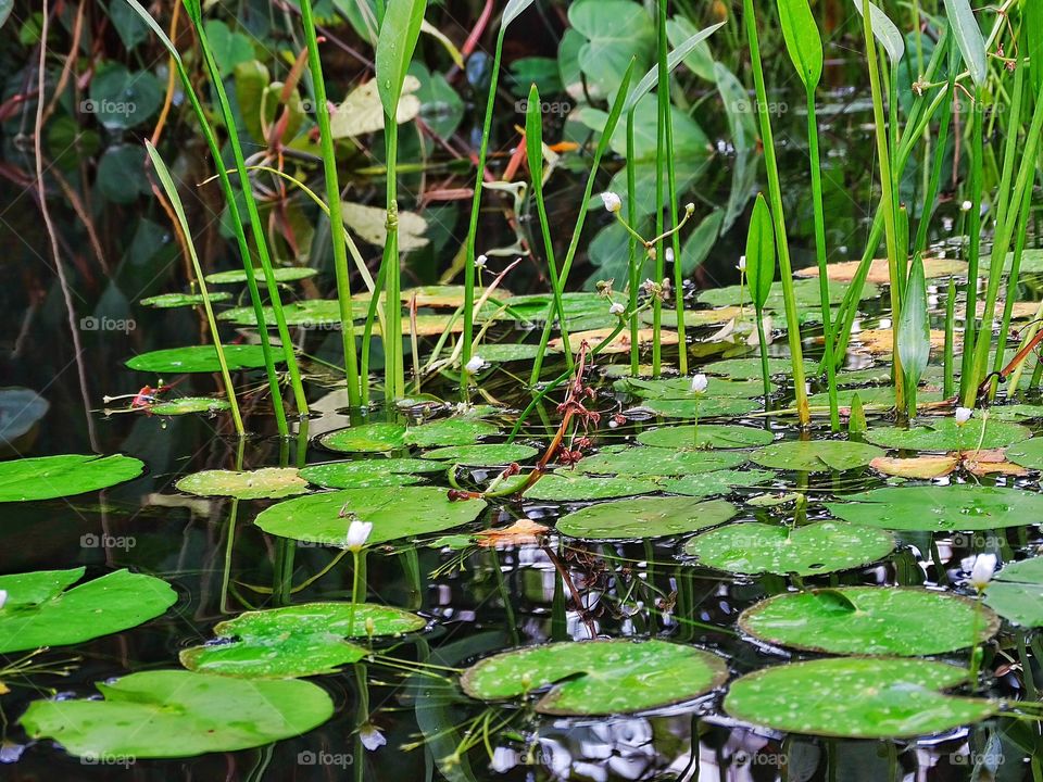 Peaceful Lily Pond. Water Lillies In A Peaceful Jungle Pond
