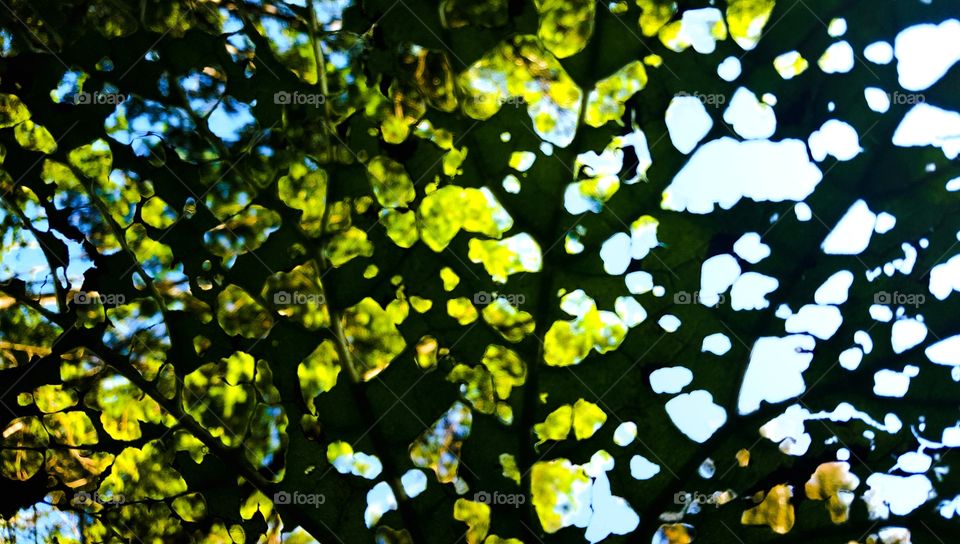 Leaf in Bourg d'Oisans in France