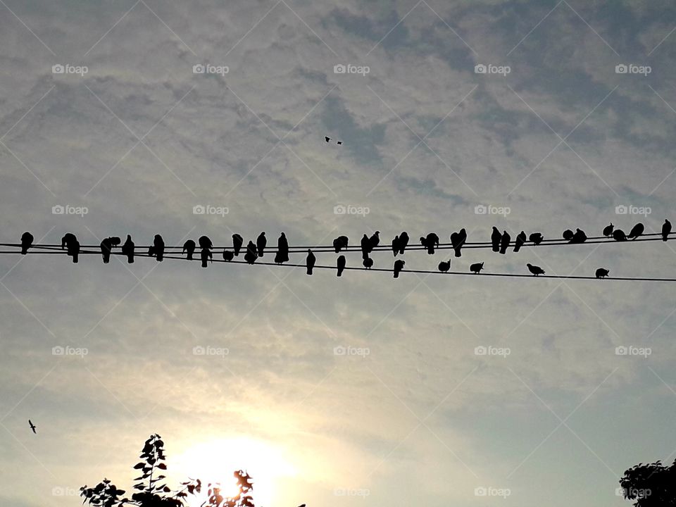 Birds on electronics wire