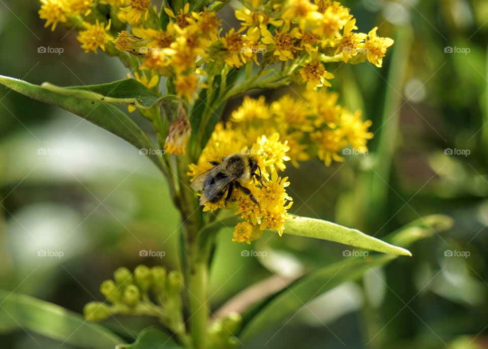 Bee on a flower