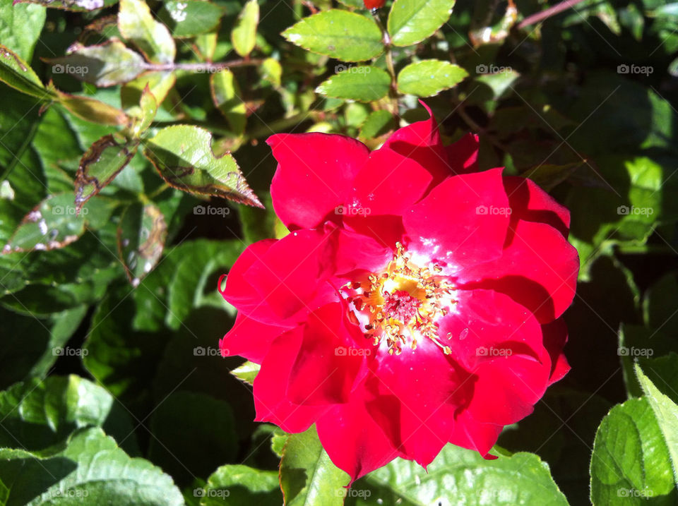 green flowers nature flower by blackpearl079