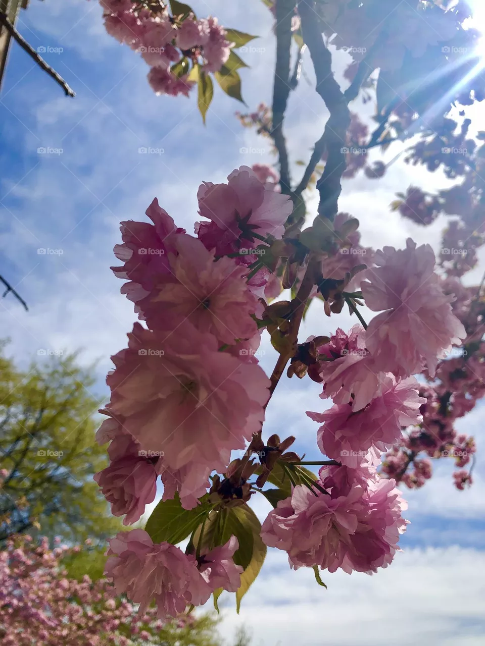 Pink flowers close up - Natures beauty 
