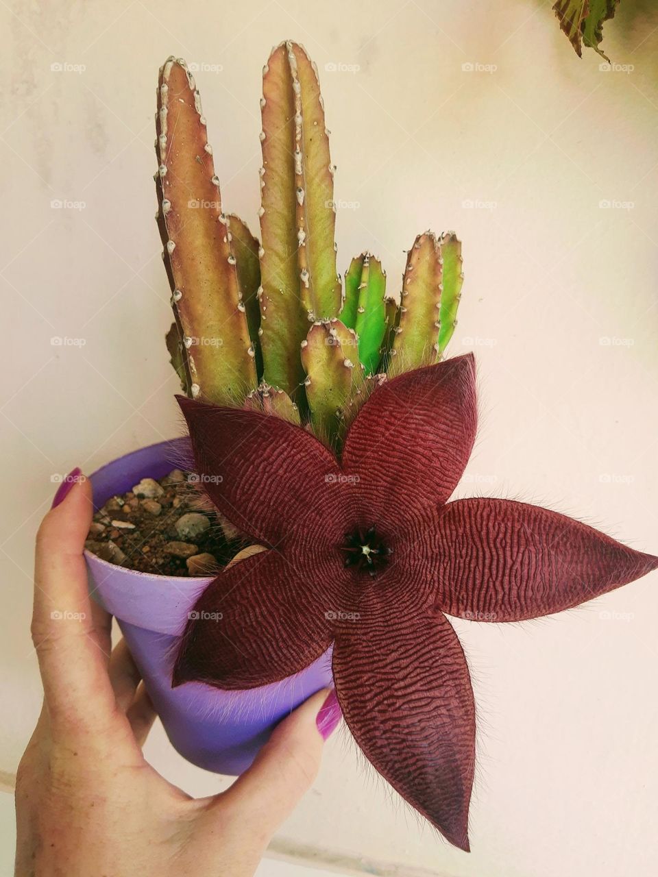 purple cactus' flower