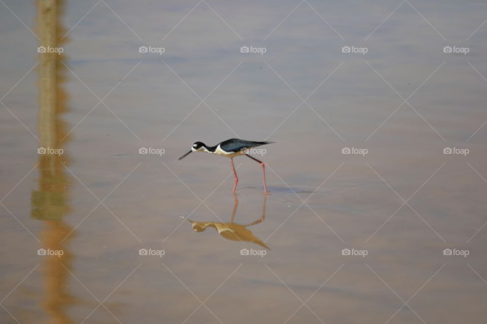 Black Necked Stilt 