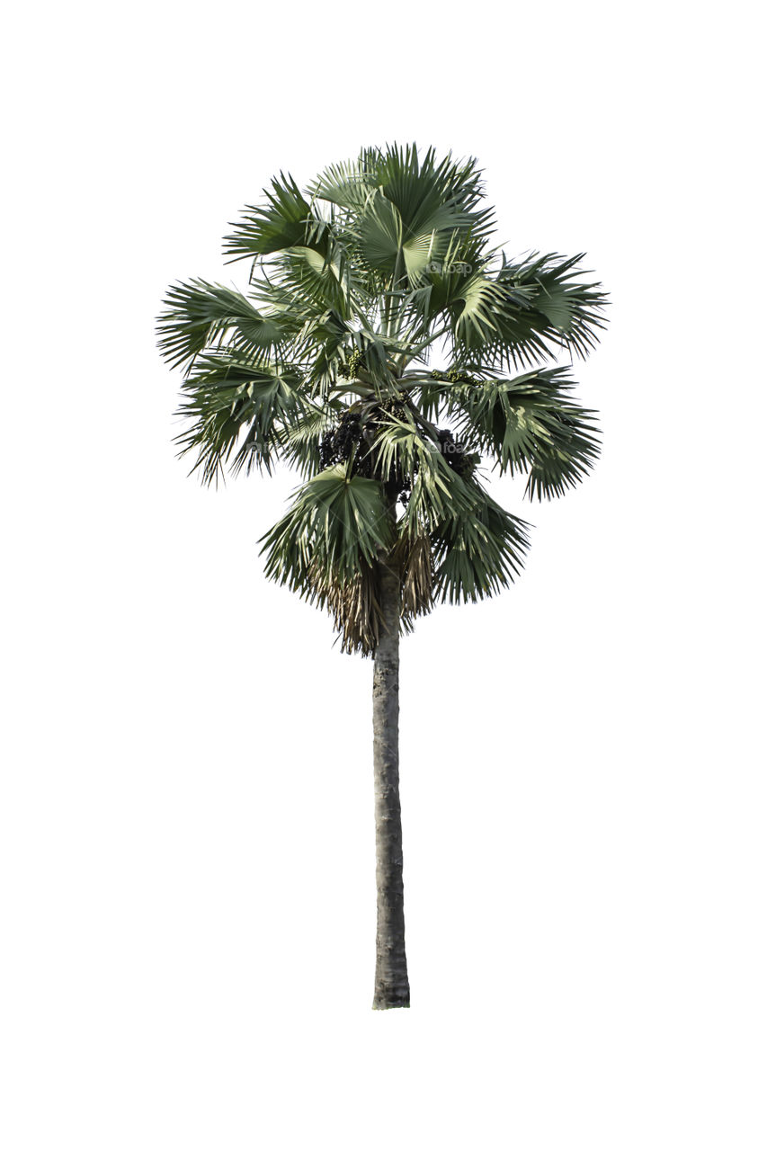 Isolated Palm trees on a white background with clipping path.