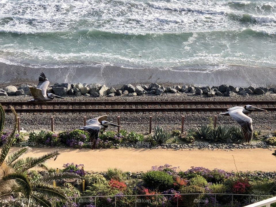 Foap Mission! You’re Local Treasures! Pelicans Flying and Nesting Along The Southern California Coast!