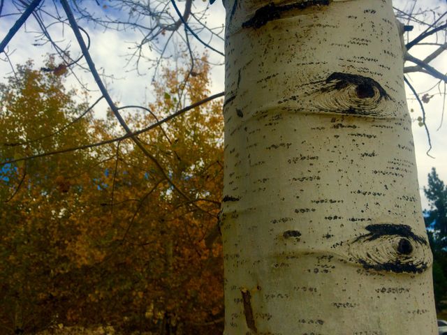 Aspen tree