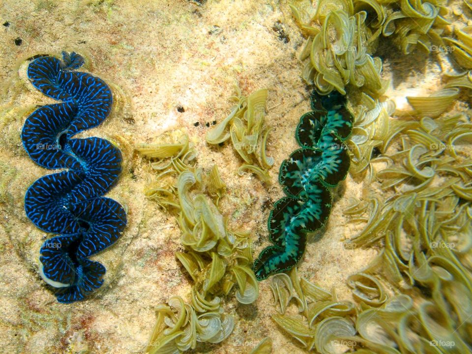 Clams in Bora Bora. Clams in Bora Bora, French Polynesia