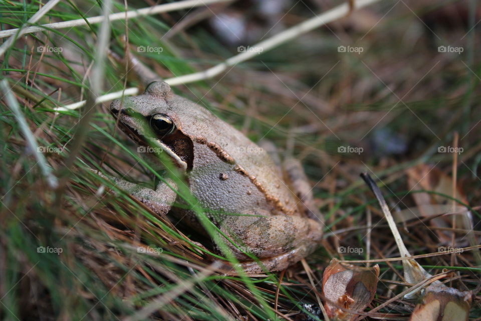 Wood Frog taking a break in grass and pine needles, Northeast Pennsylvania