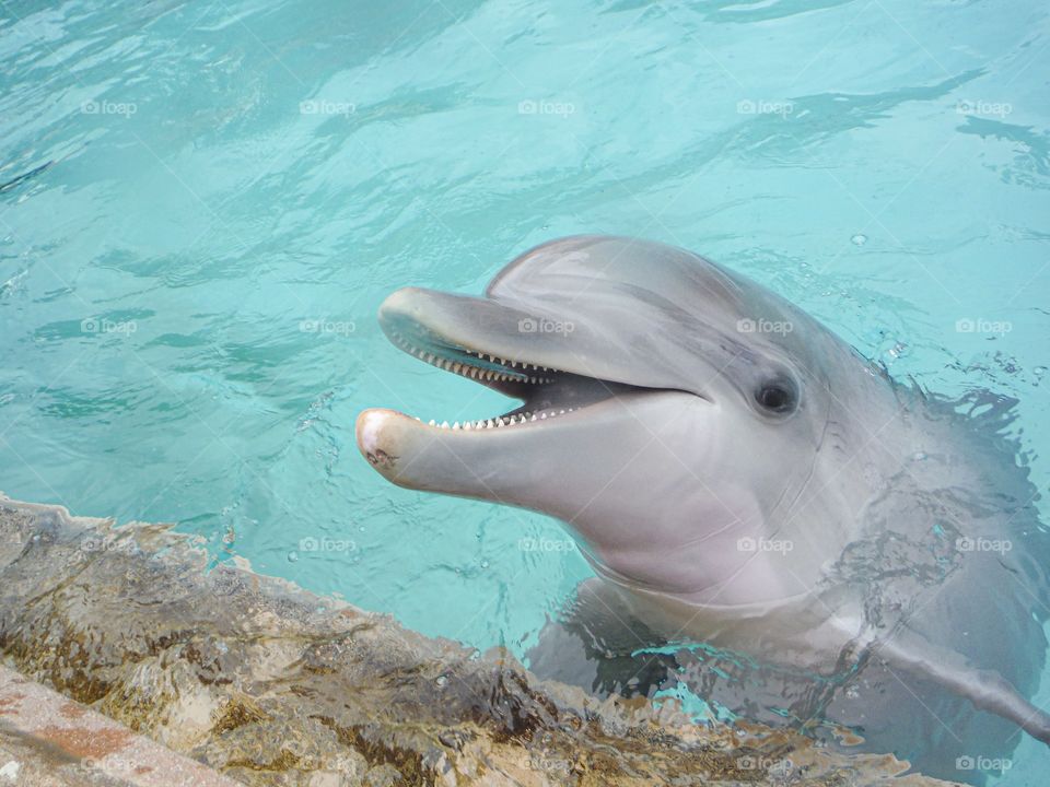 Dolphin 