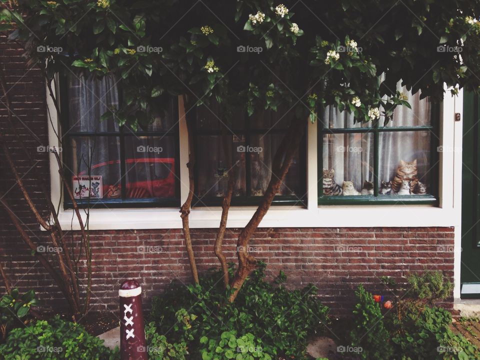 House, Window, Wood, No Person, Architecture