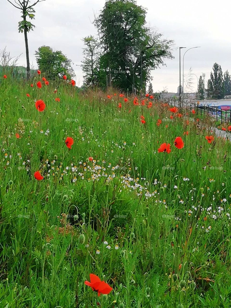 Battle meadow vs. forest