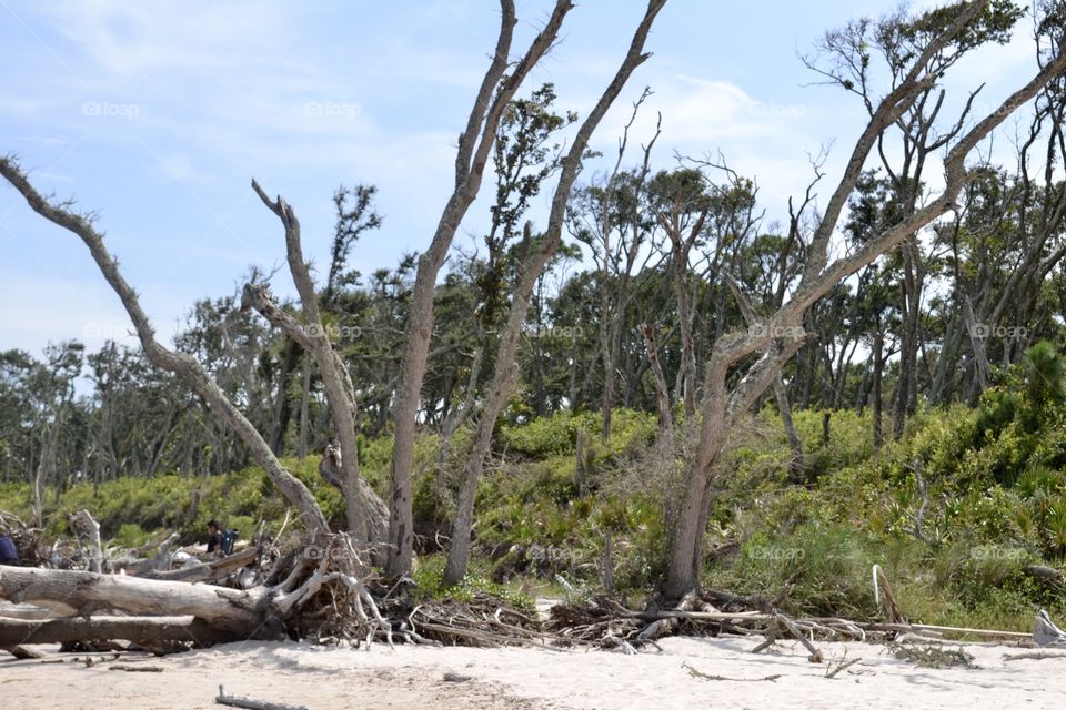 Weathered branches growing up through the sand on a beach