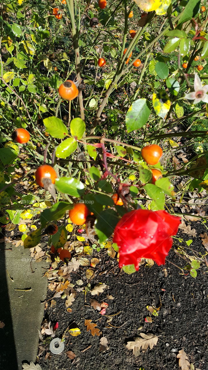 Red rose on rose bush