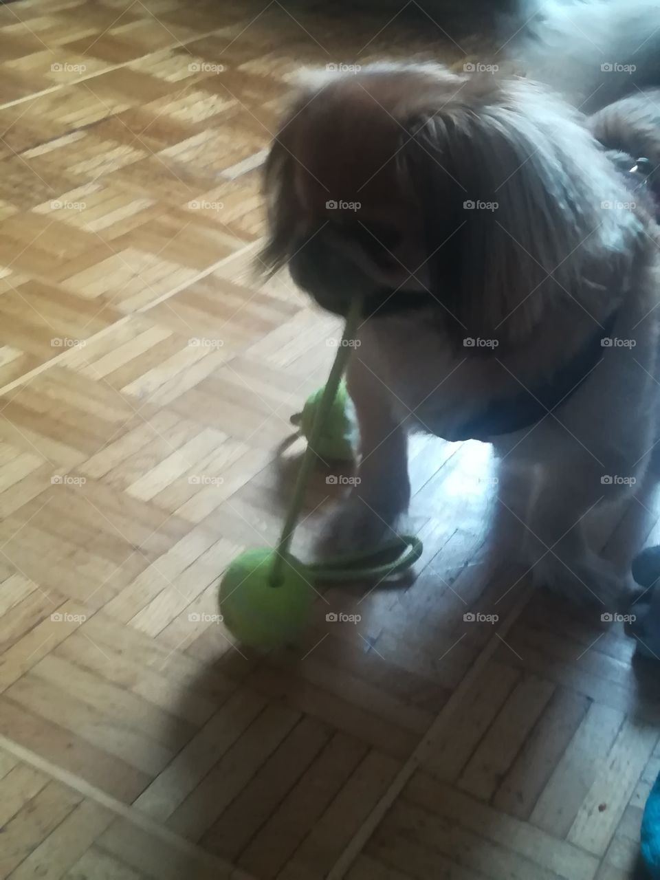 My dog an ball