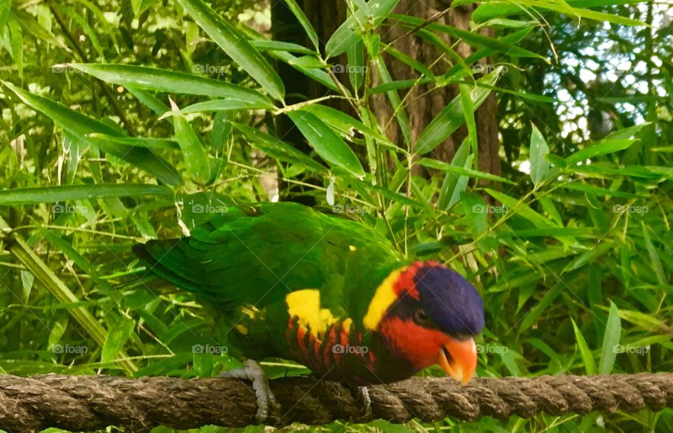 Bird of the Amazon