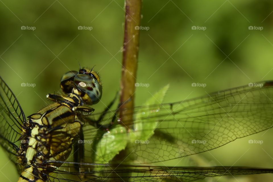 dragonfly