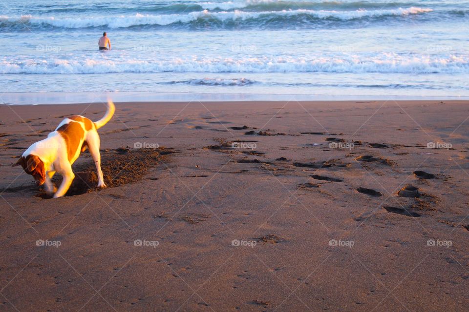 A brown-white dog is playing and digging a hole in the sand while his owner swimming in the ocean