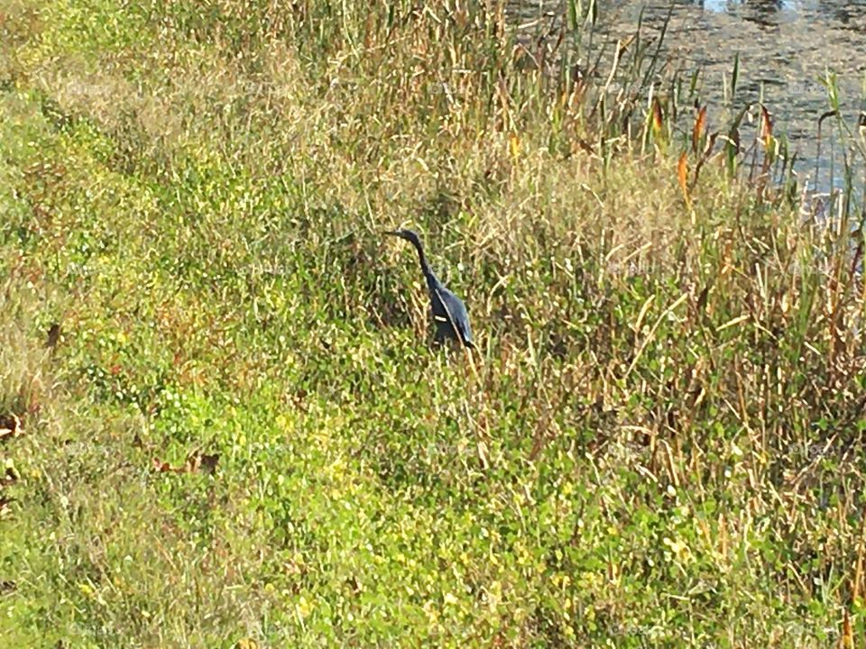 Bird in the grass at the pond
