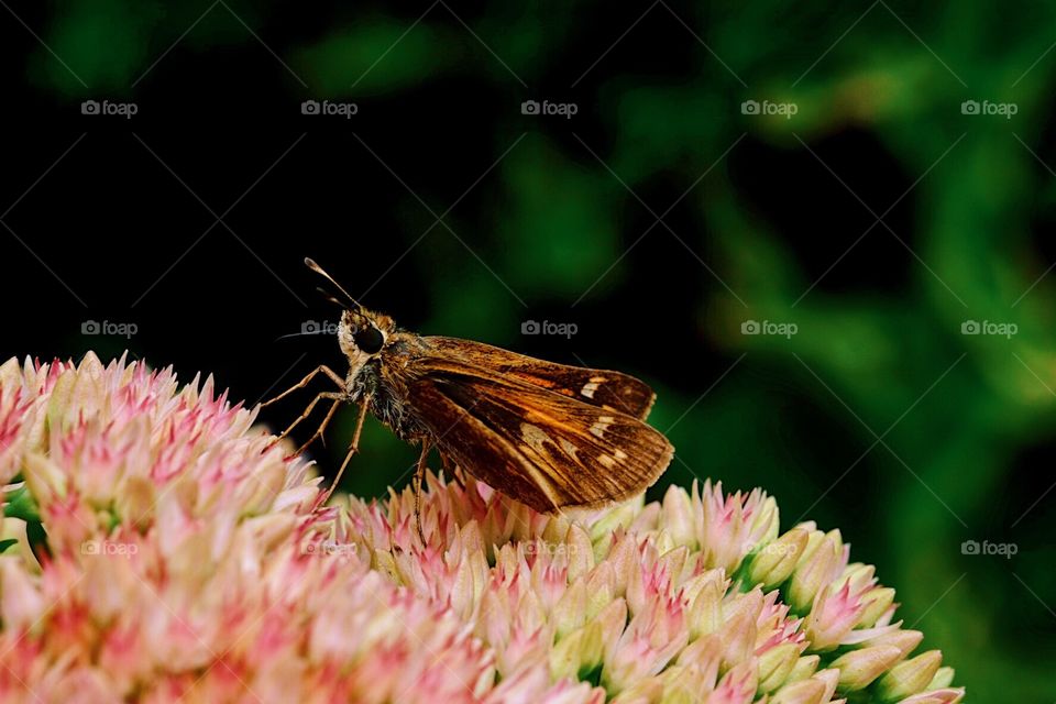 Butterfly Landing, Butterfly On A Flower, Garden Of Butterflies, Macro Portrait Of A Butterfly, Beautiful Butterfly Closeup
