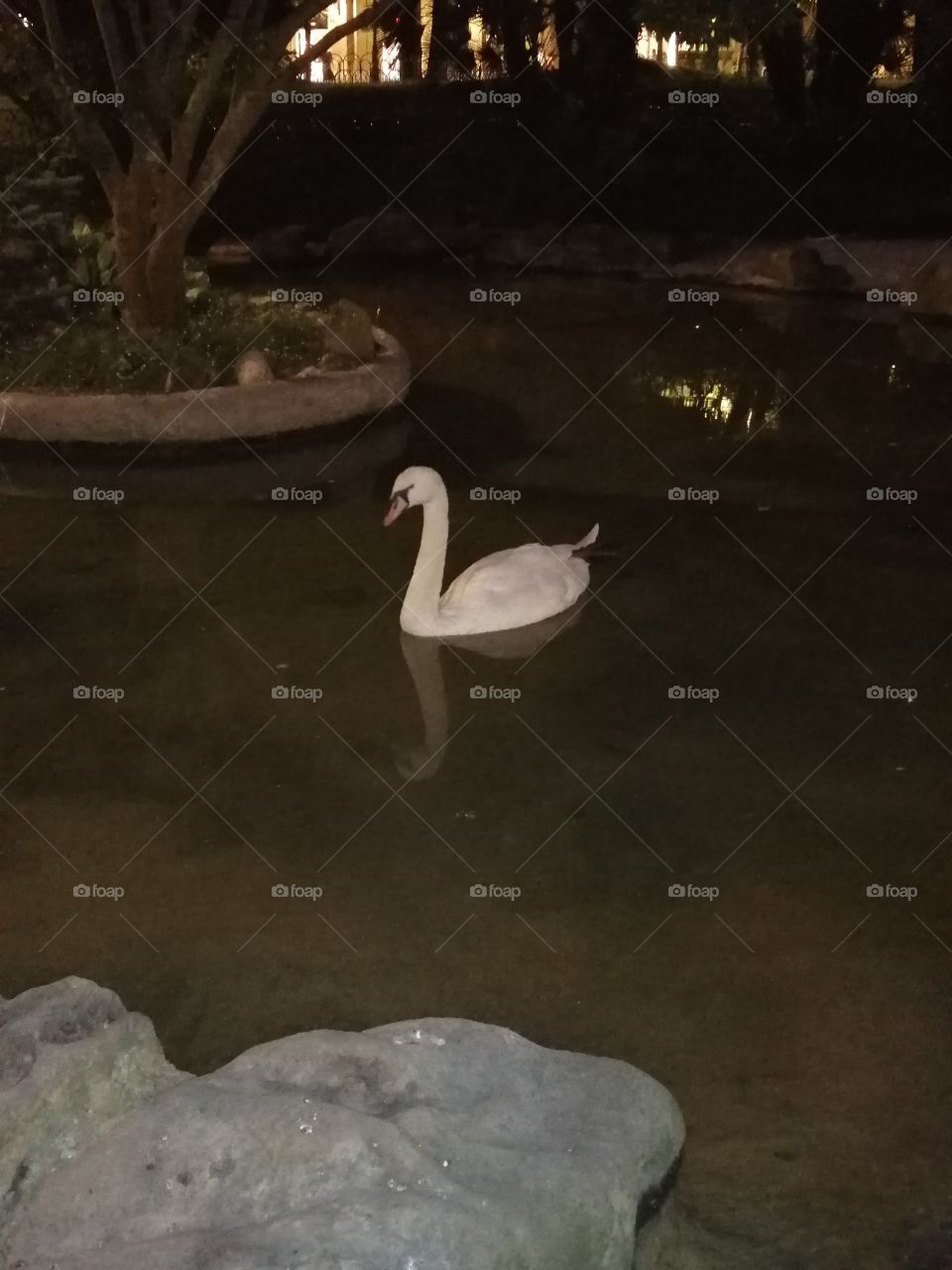cisne