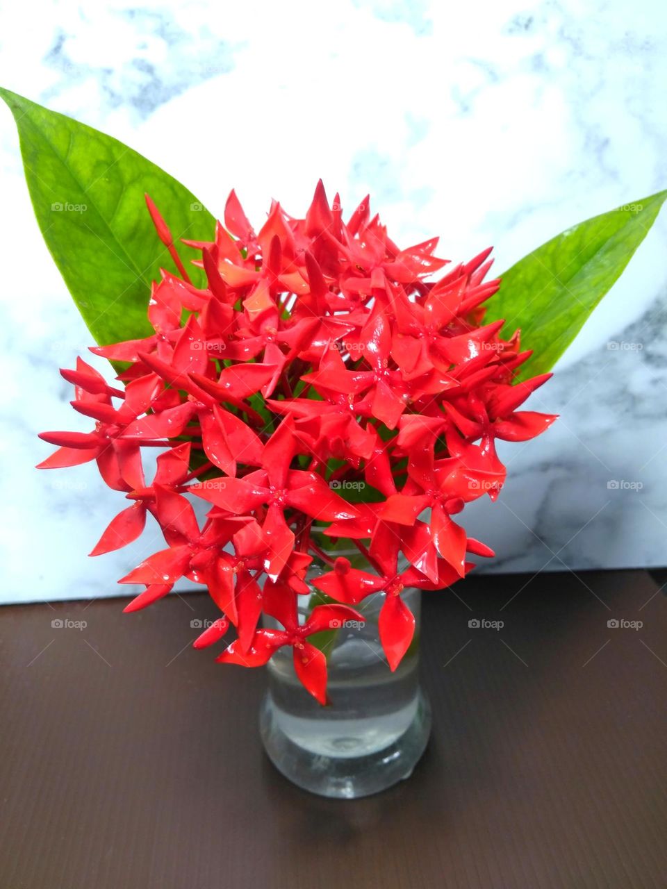 Red flowers on vase