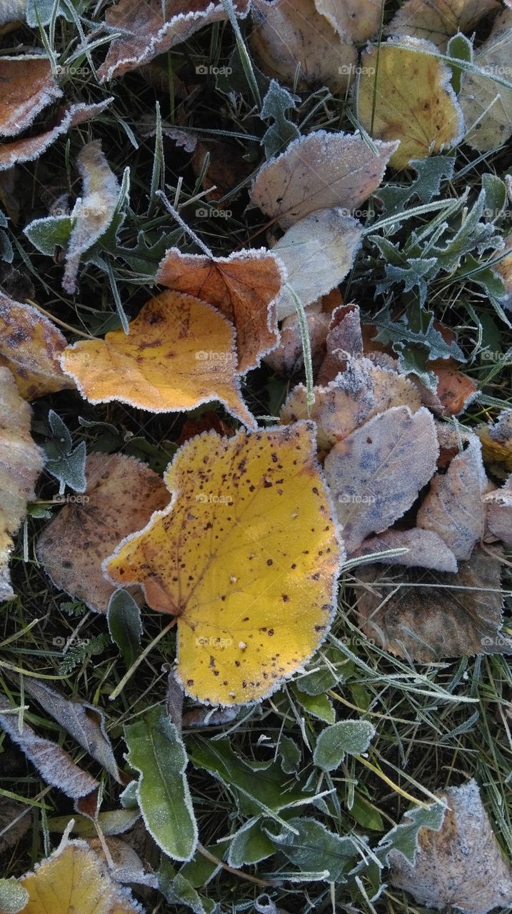 frozen linden leaves on a ground in autumn