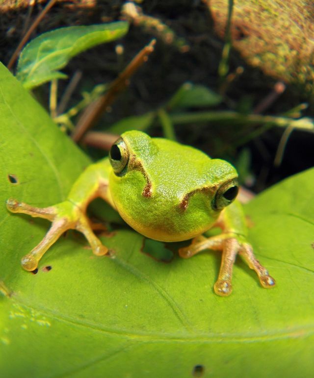 Frog-06