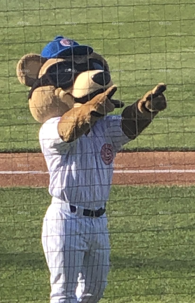 South Bend Cubs Mascot