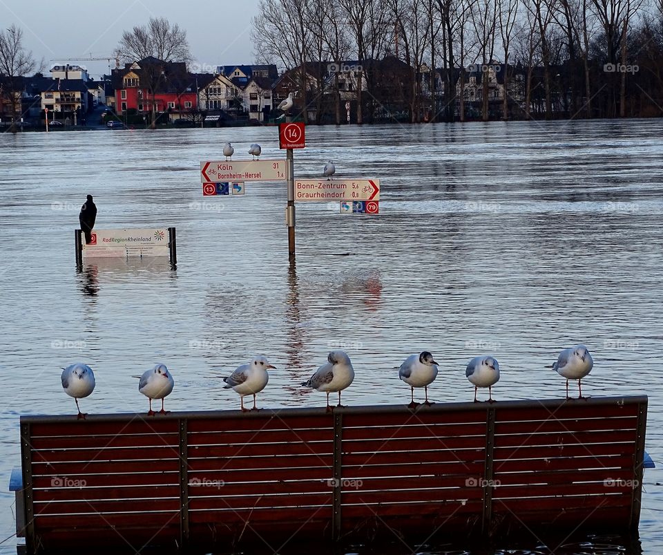 Hochwassergebiet in Bonn Graurheindorf