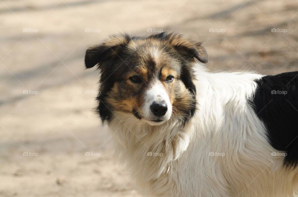 Spring walk with your dog