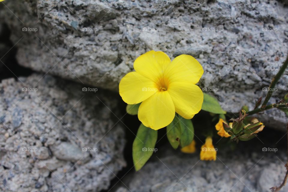 A beautiful little yellow flower coming out of some rocks.