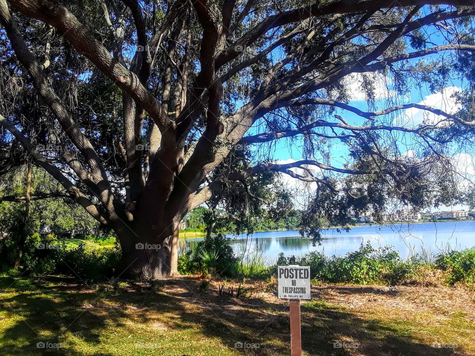 old tree near lake in florida