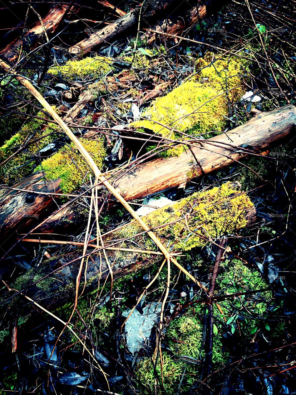 Woodland Glow. Rotting logs in winter woods