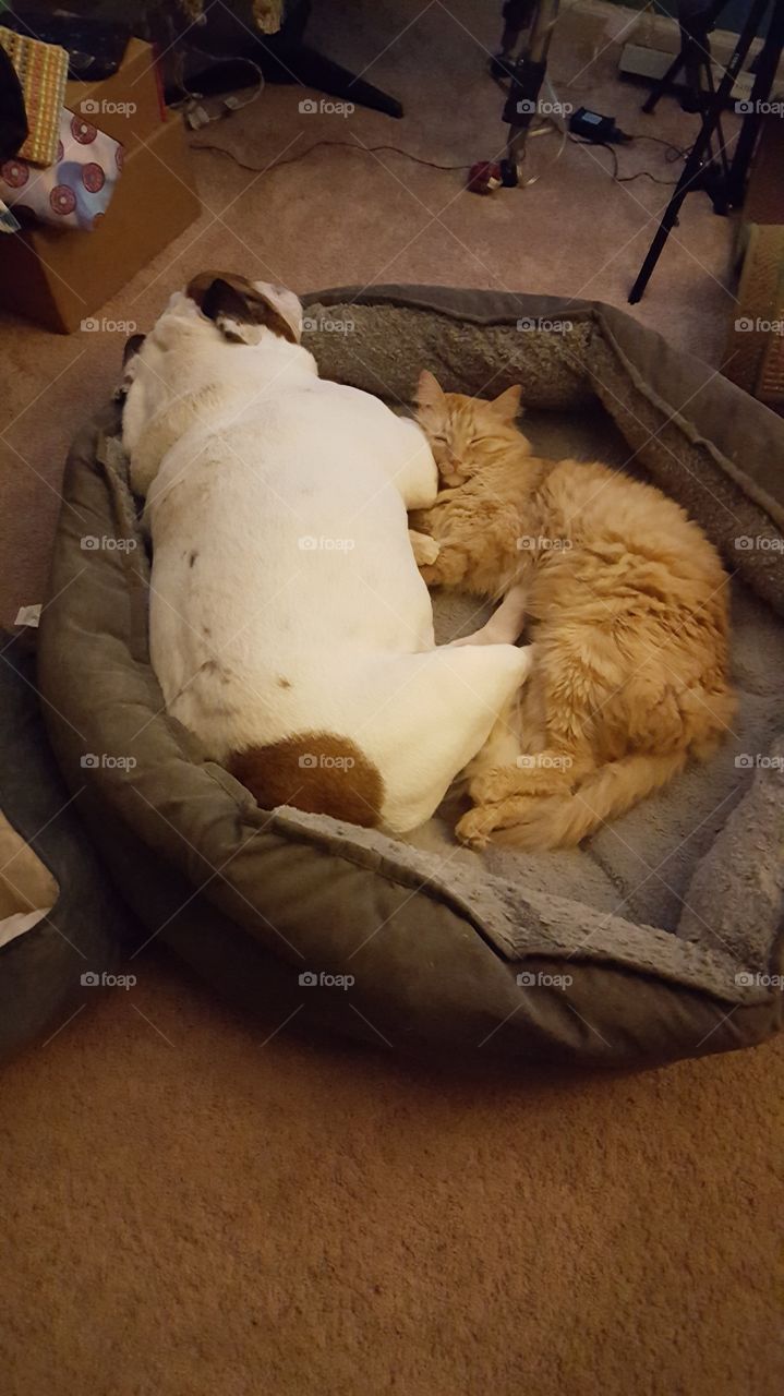 Best Friends cat and doing laying together