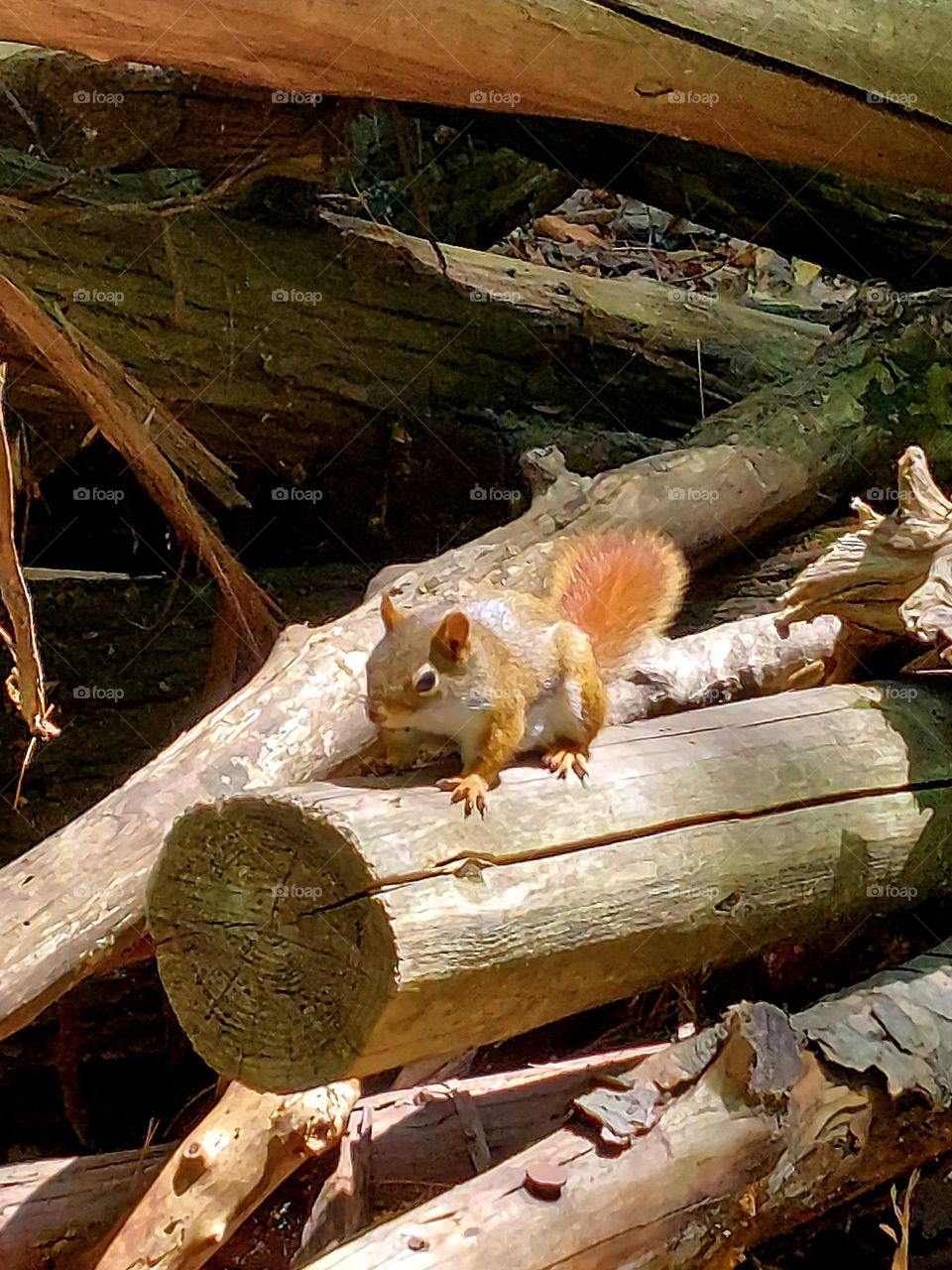 Baby squirrel